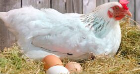 تخم‌مرغ در آستانه کم‌یابی؟ / مرغداران هشدار دادند