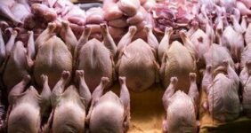 کشور همسایه به داد بازار مرغ ایران رسید کشور همسایه به داد بازار مرغ ایران رسید