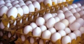 قیمت هر کیلو تخم‌مرغ چند شد؟/نرخ جدید درب مرغداری اعلام شد